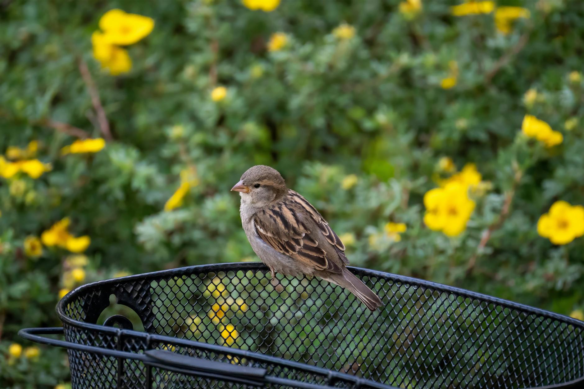 Domestik Kullanım Pompaları